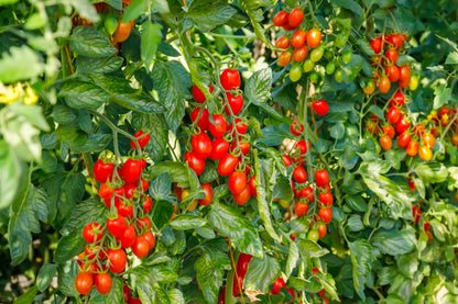 500 Roma Tomato (Lycopersicon Lycopersicum) Seeds