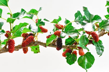 Red Mulberry (Morus rubra) Seeds – 15 ct
