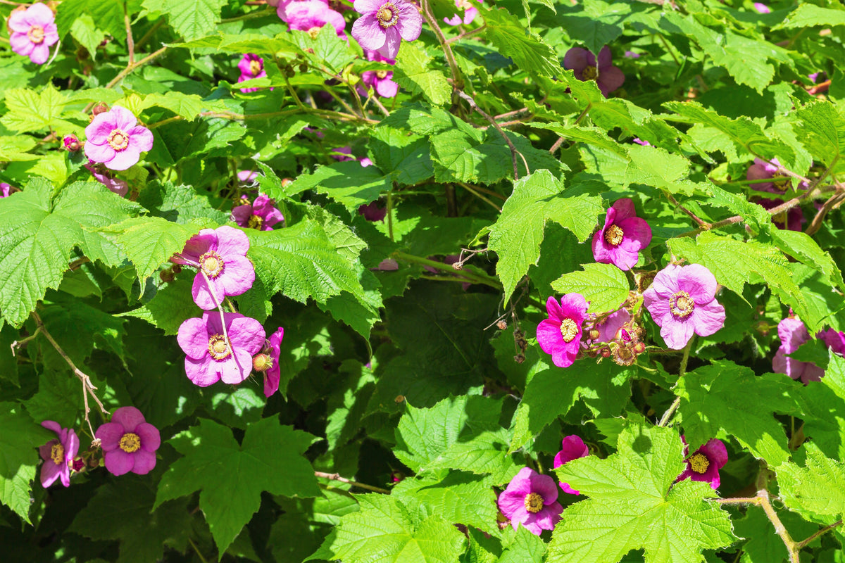 Purple Flowering Raspberry (Rubus odoratus) Seeds – 20 ct