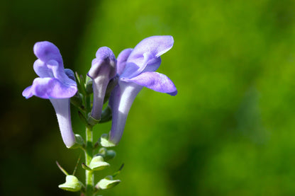 Downy Skullcap (Scutellaria incana) Seeds – 100 ct