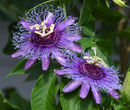 10 Purple Passion Flower (Granadilla Passiflora Incarnata) Seeds