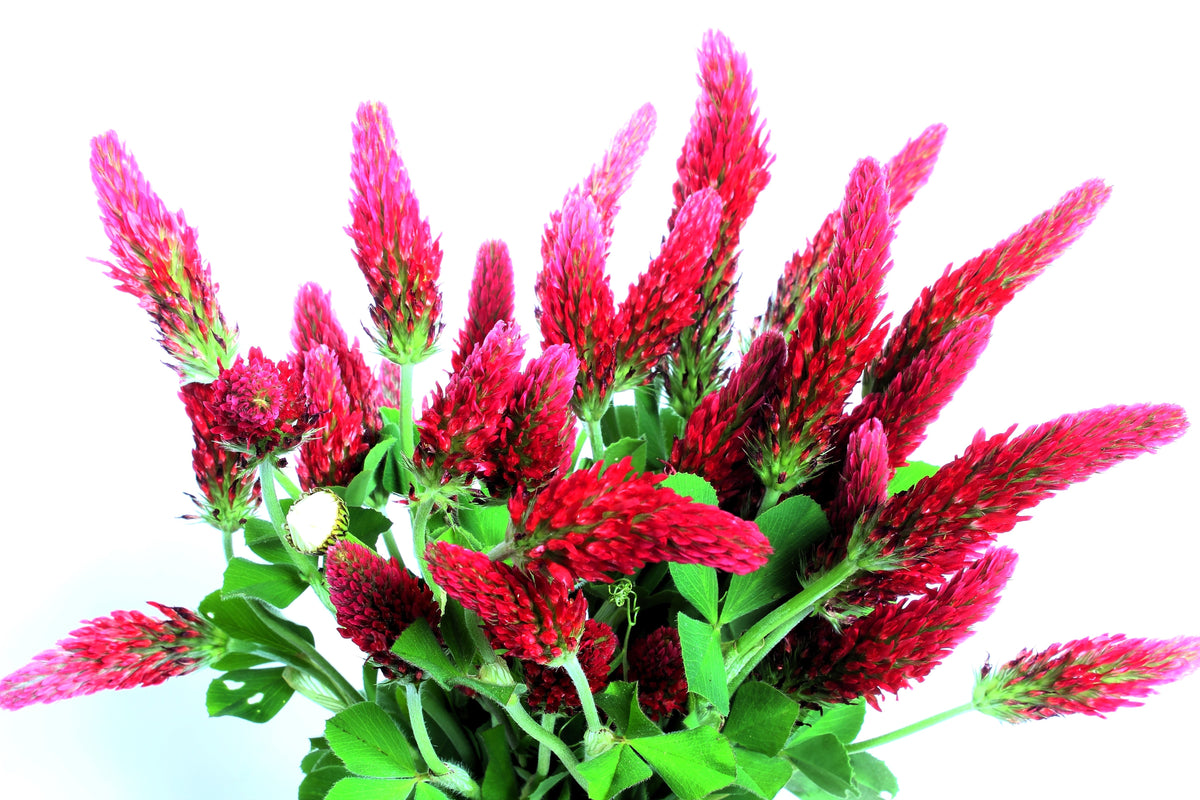 Crimson Clover (Trifolium incarnatum) Seeds – 3,000 ct