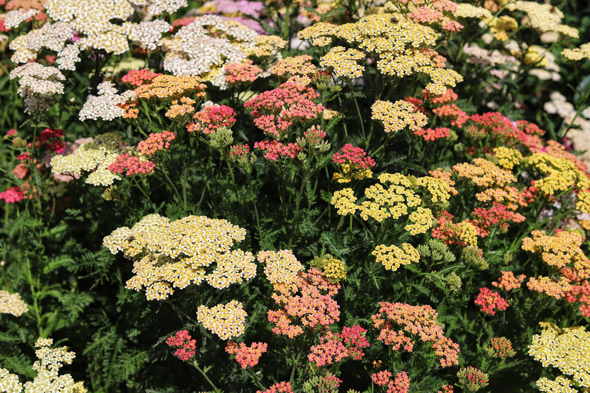500 MIXED SUMMER YARROW Achillea Millefolium Red Pink White Gold Peach Herb Flower Seeds
