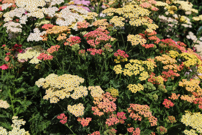 500 MIXED SUMMER YARROW Achillea Millefolium Red Pink White Gold Peach Herb Flower Seeds