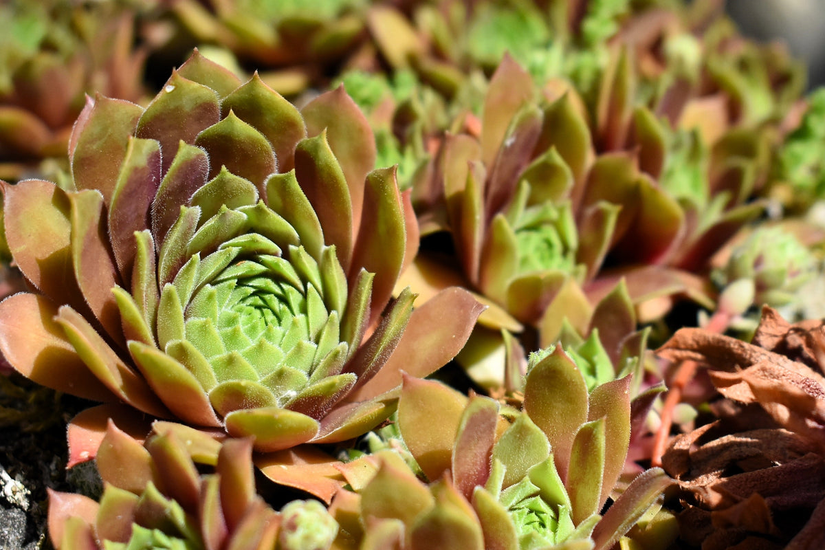 Mountain Houseleek (Sempervivum montanum) Seeds – 50 ct