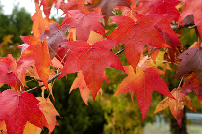 50 AMERICAN SWEETGUM Liquidambar Styraciflua Storax Alligator Sweet Gum Tree Seeds - Great Fall Color! Red Yellow Orange Purple