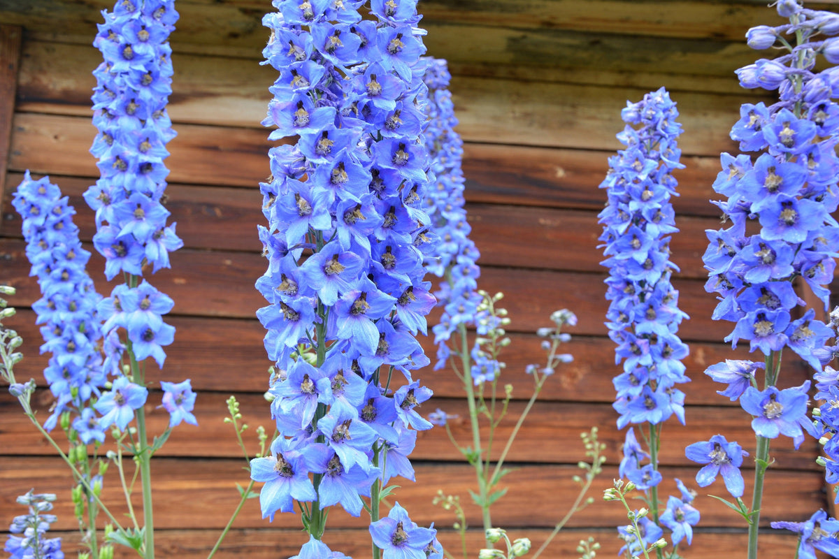 Blue With Pink Rocket Larkspur (Consolida ajacis) Seeds – 350 ct