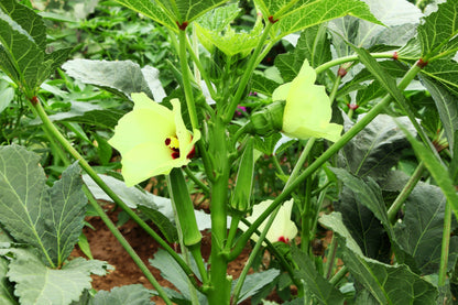 300 Clemson Green Okra (Abelmoscgus Esculentus) Seeds