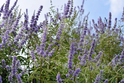 25 CHASTE BERRY TREE Vitex Agnus Castus Monk's Pepper Purple Fragrant Flower Seeds