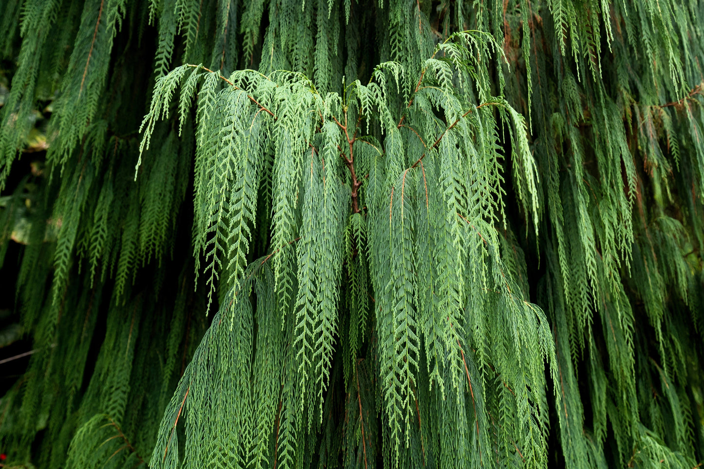 30 Weeping Cypress Tree (Cupressus Cashmeriana) Seeds