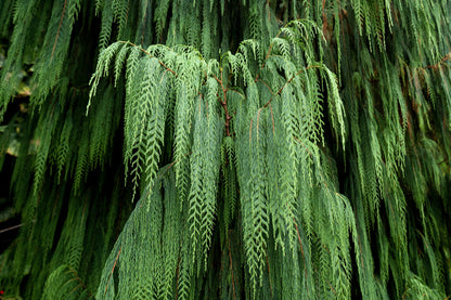 30 Weeping Cypress Tree (Cupressus Cashmeriana) Seeds