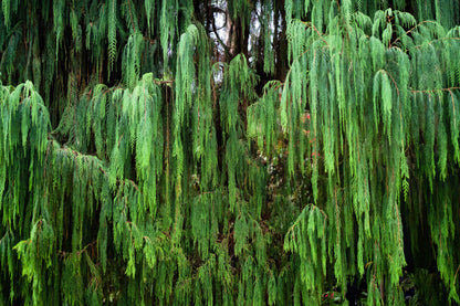 30 Weeping Cypress Tree (Cupressus Cashmeriana) Seeds