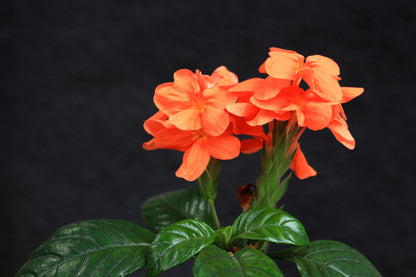 10 Orange Marmalade Crossandra (Crossando Infundibuliformis) Seeds