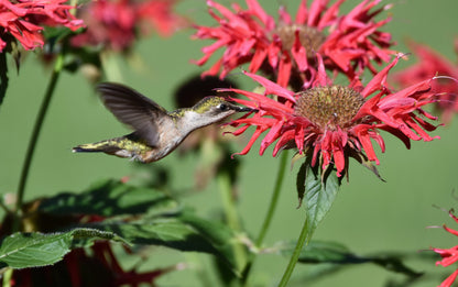 10 Panorama Red Bee Balm (Monarda Didyma) Seeds