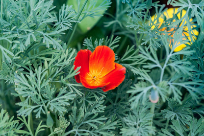 Mikado California Poppy (Eschscholzia californica) Seeds – 1,500 ct