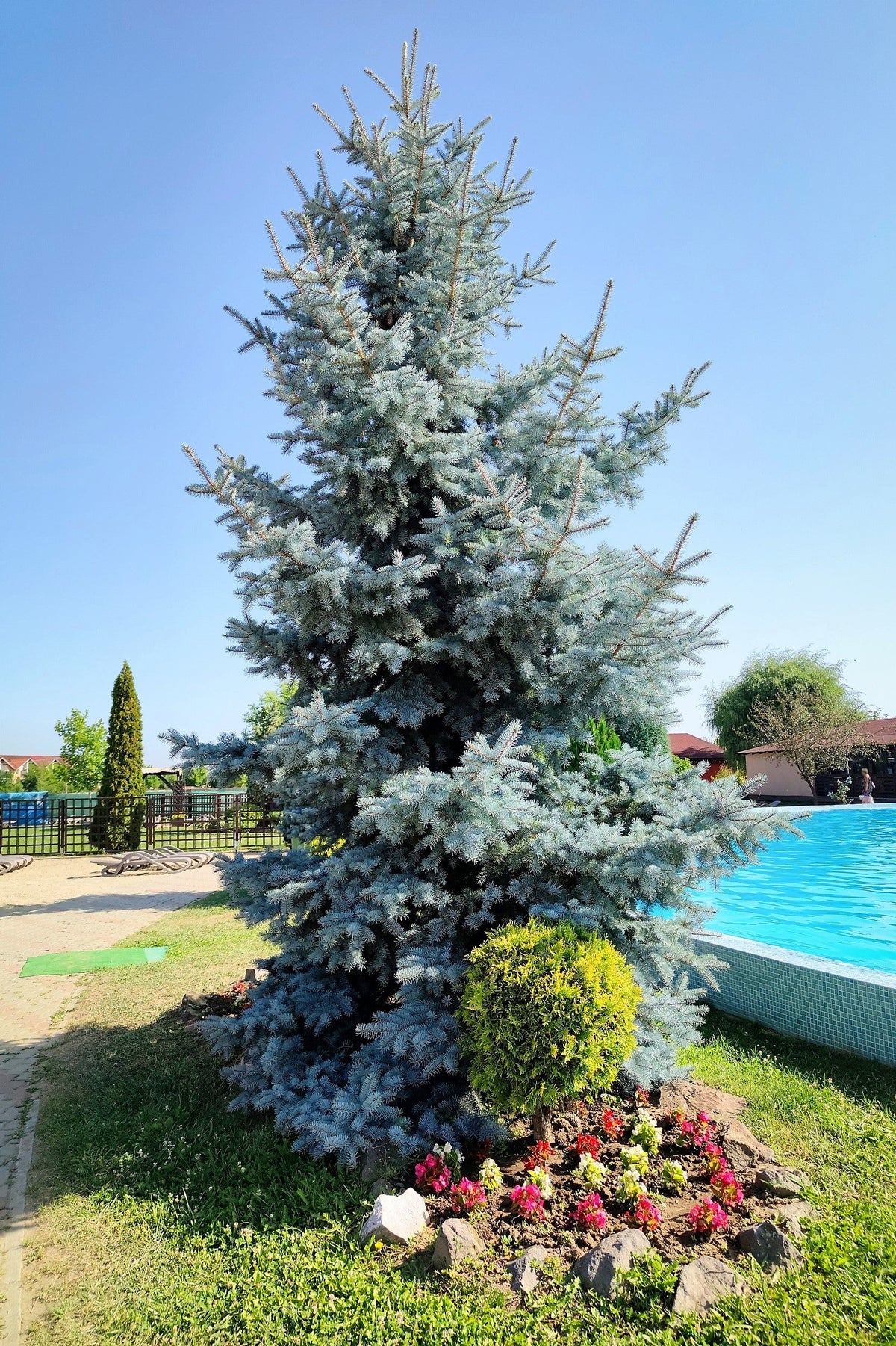 Colorado Blue Spruce (Picea pungens) Seeds – 50 ct