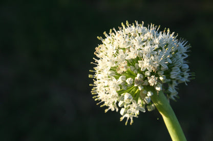 250 Sweet Walla Walla Onion (Allium Cepa) Seeds