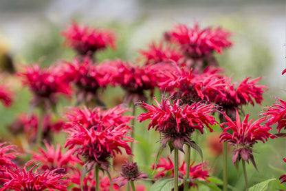 10 Panorama Red Bee Balm (Monarda Didyma) Seeds