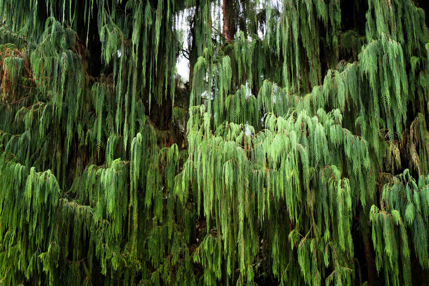 30 Weeping Cypress Tree (Cupressus Cashmeriana) Seeds