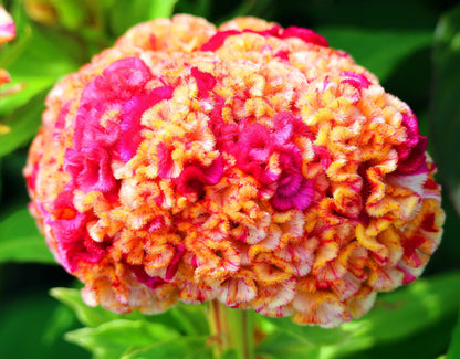 Coral Gardens Mix Celosia (Celosia argentea var. cristata) Seeds – 100 ct