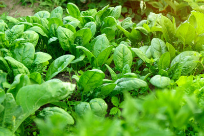 400 Monstrueux De Viroflay Spinach (Spinacia Oleracea) Seeds
