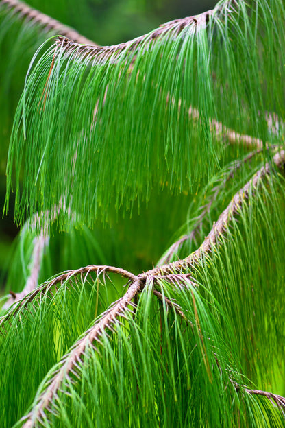 30 Mexican WEEPING PINE TREE Evergreen Pinus Patula Seeds