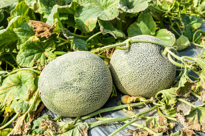 Rocky Ford Green Flesh Cantaloupe (Cucumis melo) Seeds – 75 ct