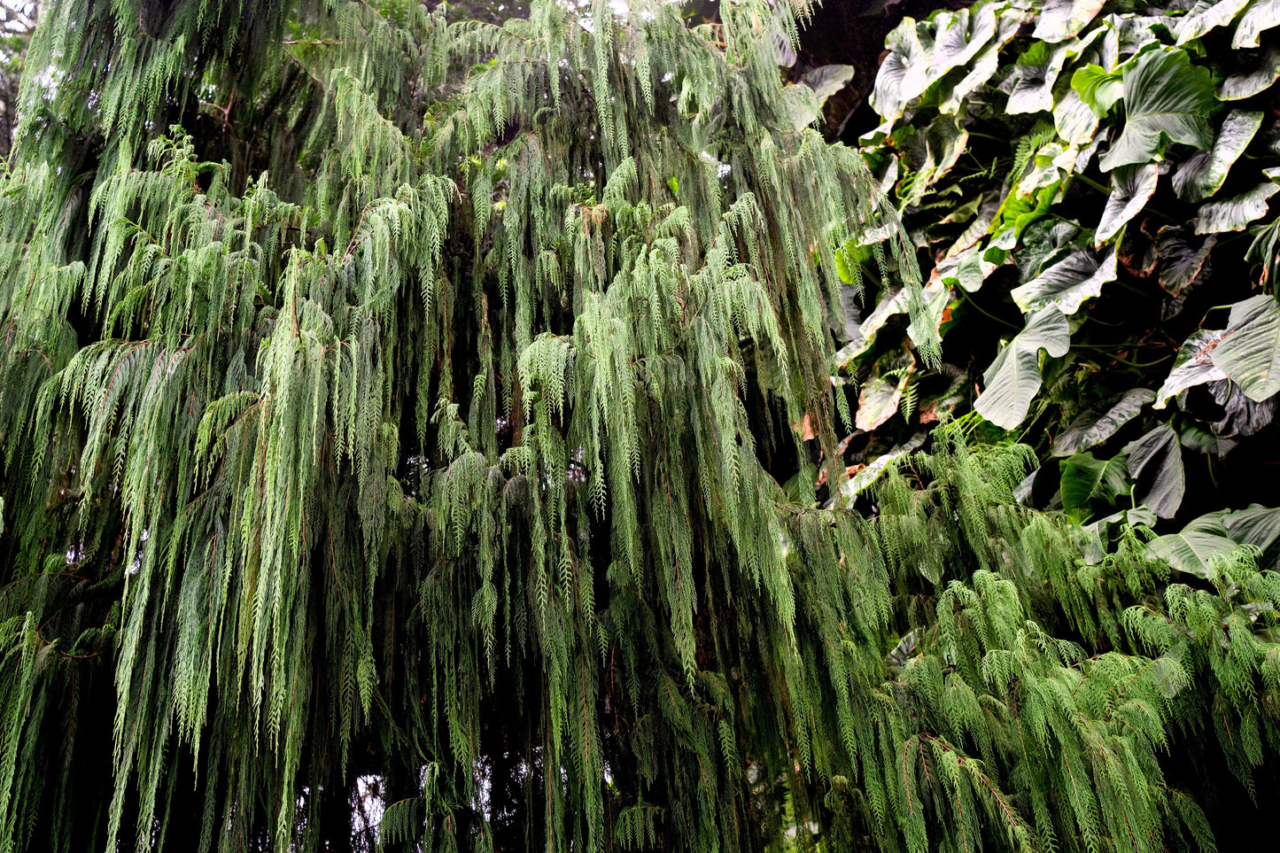 30 Weeping Cypress Tree (Cupressus Cashmeriana) Seeds