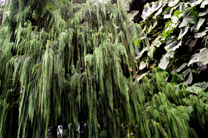 30 Weeping Cypress Tree (Cupressus Cashmeriana) Seeds
