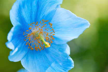 10 Blue Himalayan Poppy (Meconopsis Betonicifolia) Seeds
