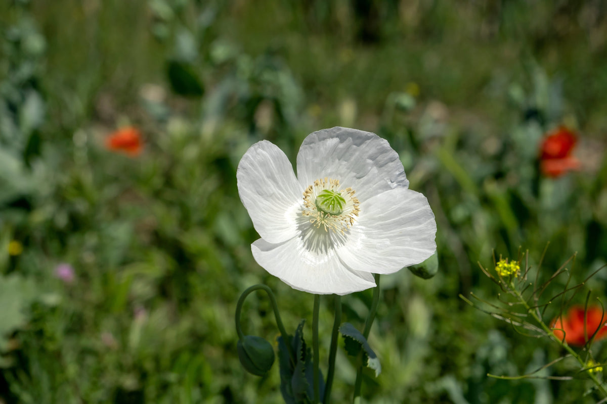 Persian White Poppy (Papaver somniferum) Seeds – 250 ct