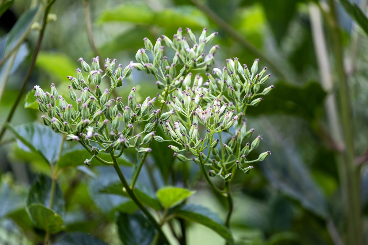 Great Indian Plantain (Hasteola suaveolens) Seeds – 50 ct