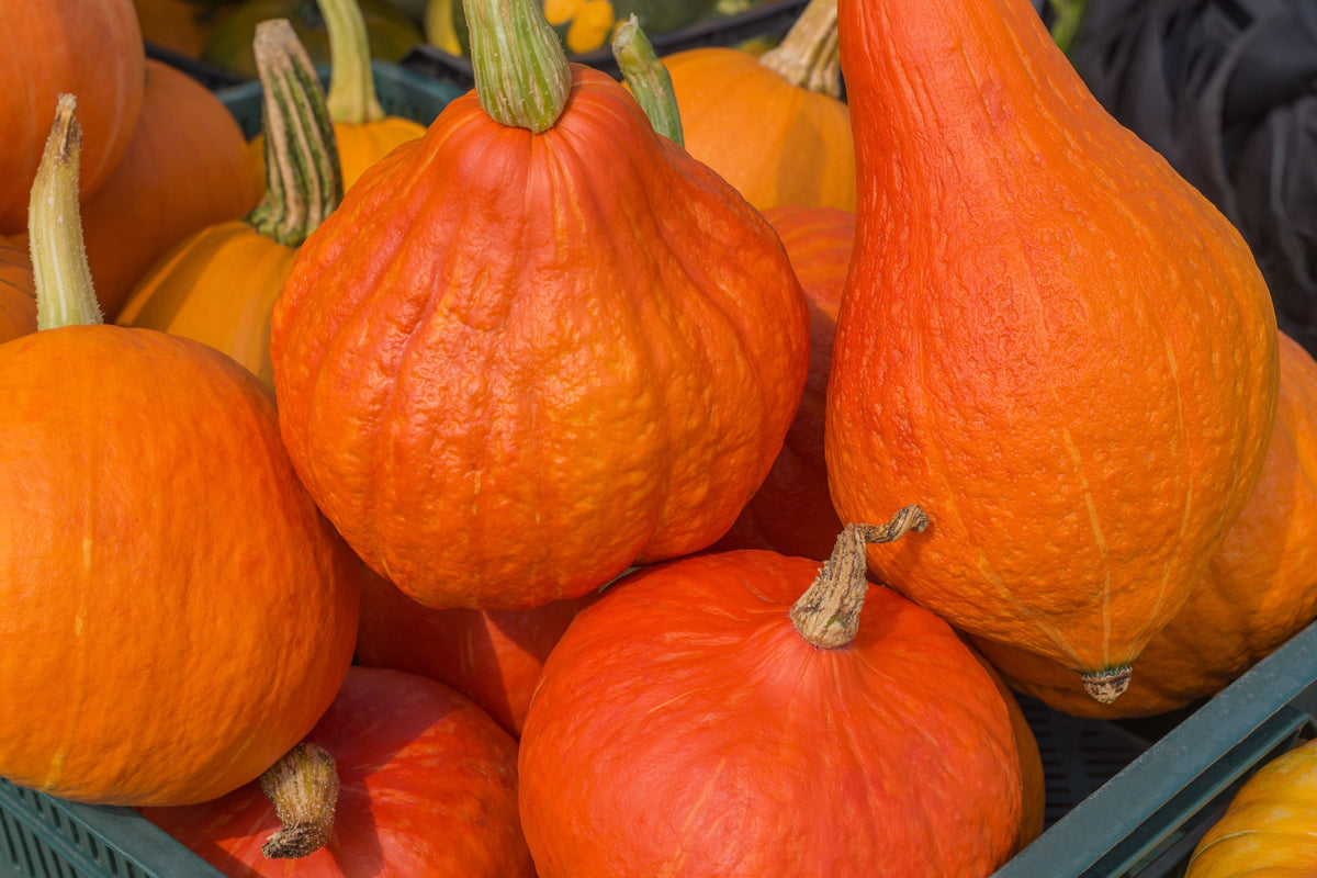 30 Golden Hubbard Squash (Cucurbita Maxima) Seeds