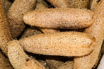 25 Luffa Sponge Gourd (Luffa Cylindrica) Seeds