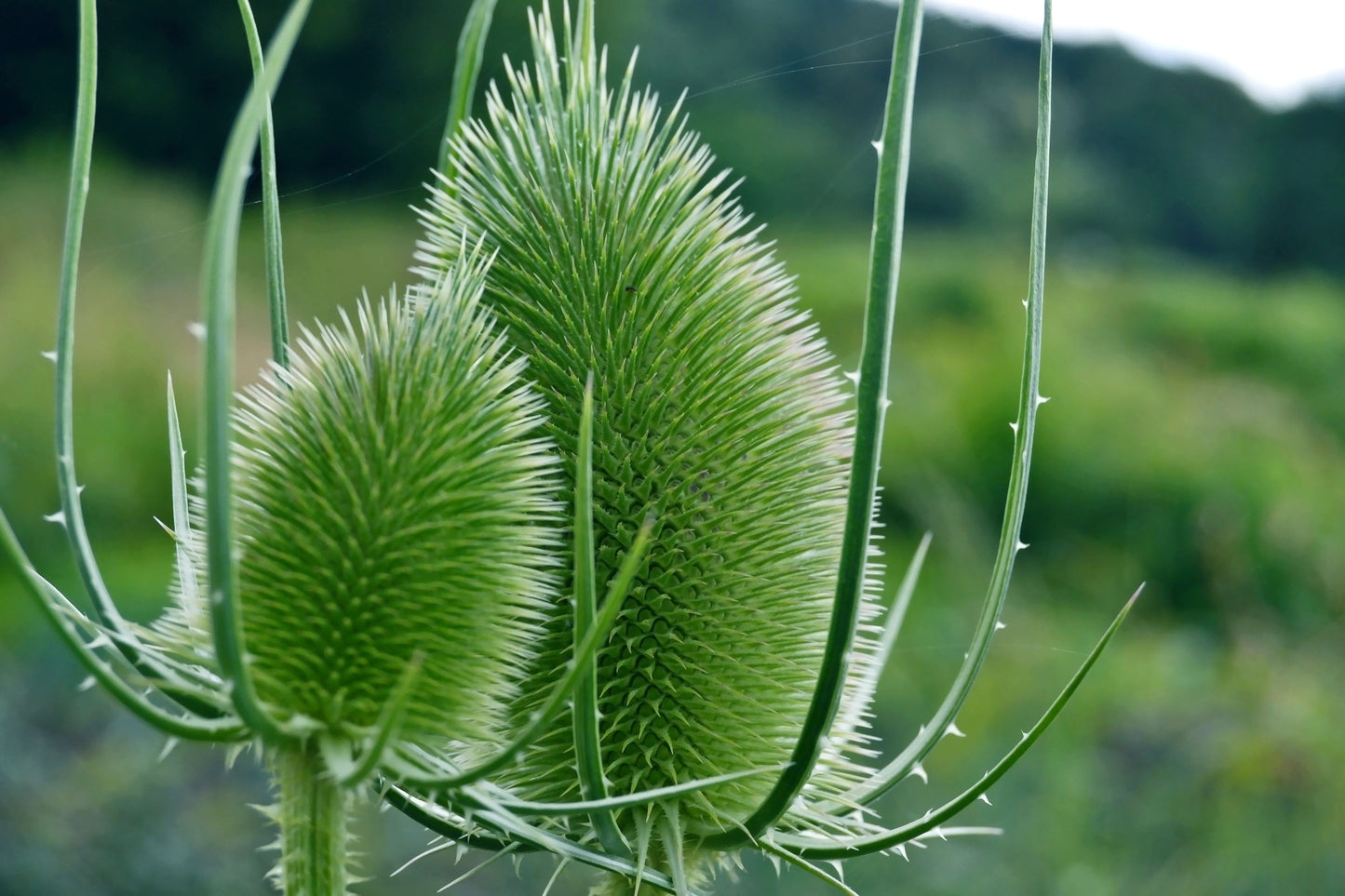 75 Fullers Teasel (Dipsacus Sativus) Seeds
