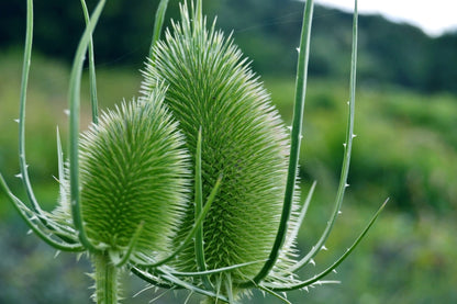 75 Fullers Teasel (Dipsacus Sativus) Seeds