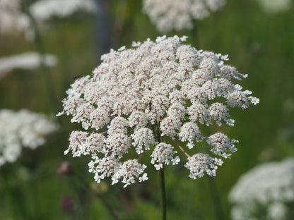 1500 Tendersweet Carrot (Daucus Carota) Seeds