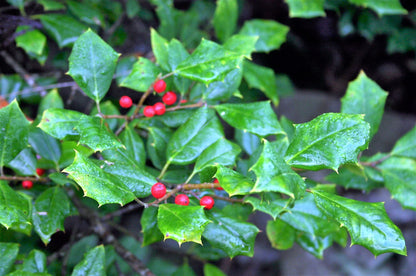 American Holly (Ilex opaca) Seeds – 40 ct