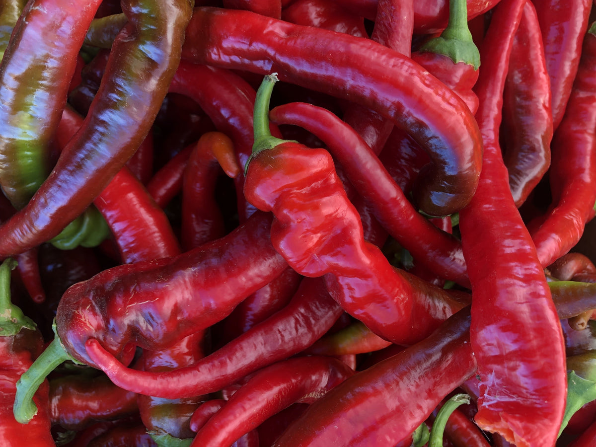 25 JIMMY NARDELLO PEPPER Sweet Red Italian Capsicum Annuum Vegetable Seeds