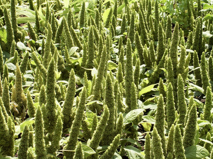 200 GREEN THUMB AMARANTHUS Hypochondriacus Prince’s Feather Amaranth Flower Seeds