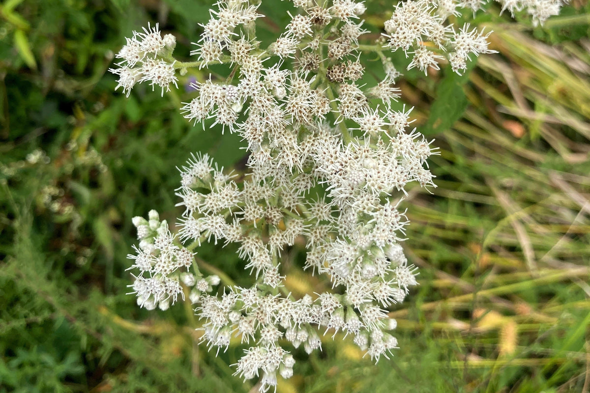 200 Tall White Boneset (Eupatorium Perfoliatum) Seeds