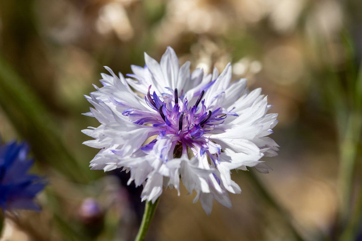 750 White Bachelor's Button (Centaurea Cyanus) Seeds