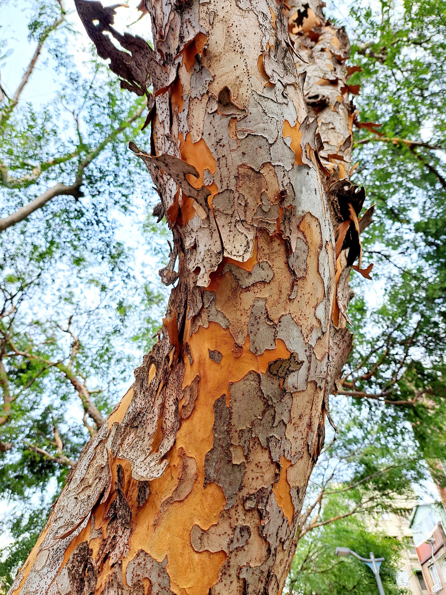 50 Chinese Elm Tree (Ulmus Parvifolia) Seeds
