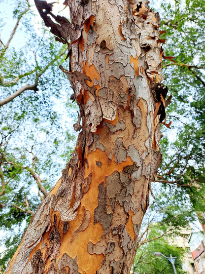 50 Chinese Elm Tree (Ulmus Parvifolia) Seeds