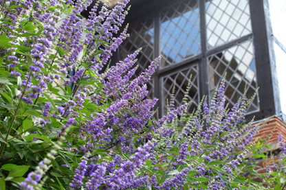 25 CHASTE BERRY TREE Vitex Agnus Castus Monk's Pepper Purple Fragrant Flower Seeds