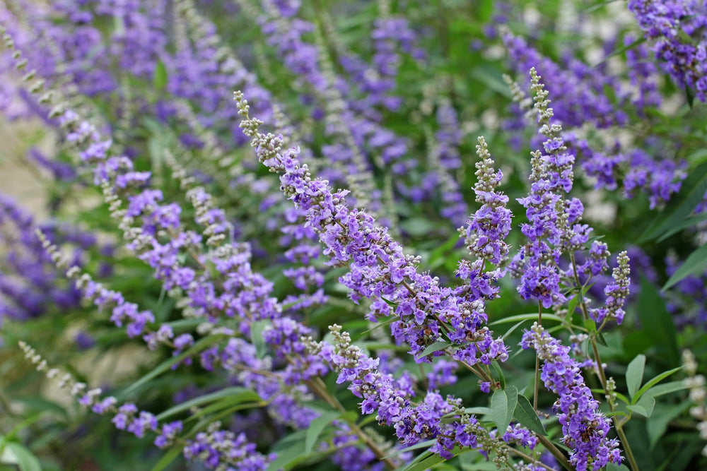 25 CHASTE BERRY TREE Vitex Agnus Castus Monk's Pepper Purple Fragrant Flower Seeds