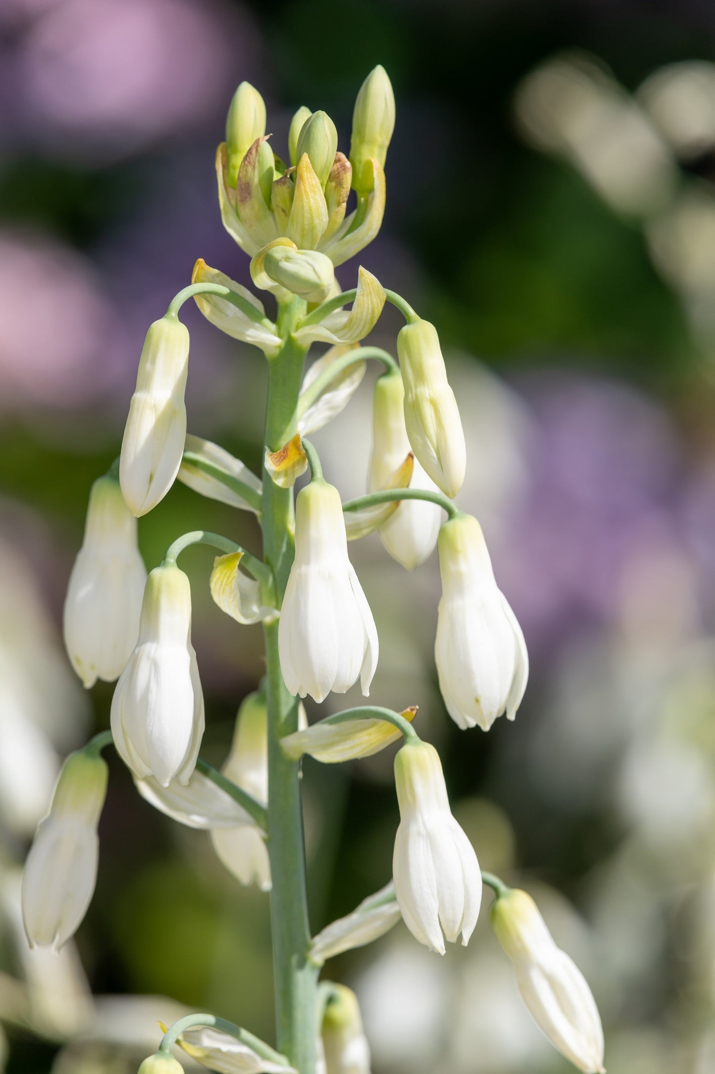 10 White African Hyacinth (Ornithogalum Candicans / Galtonia) Seeds