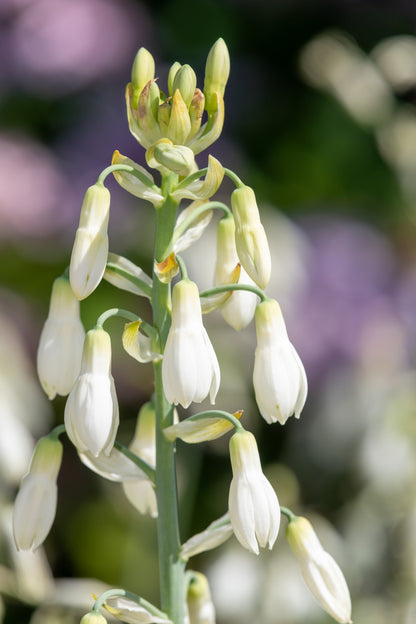 10 White African Hyacinth (Ornithogalum Candicans / Galtonia) Seeds