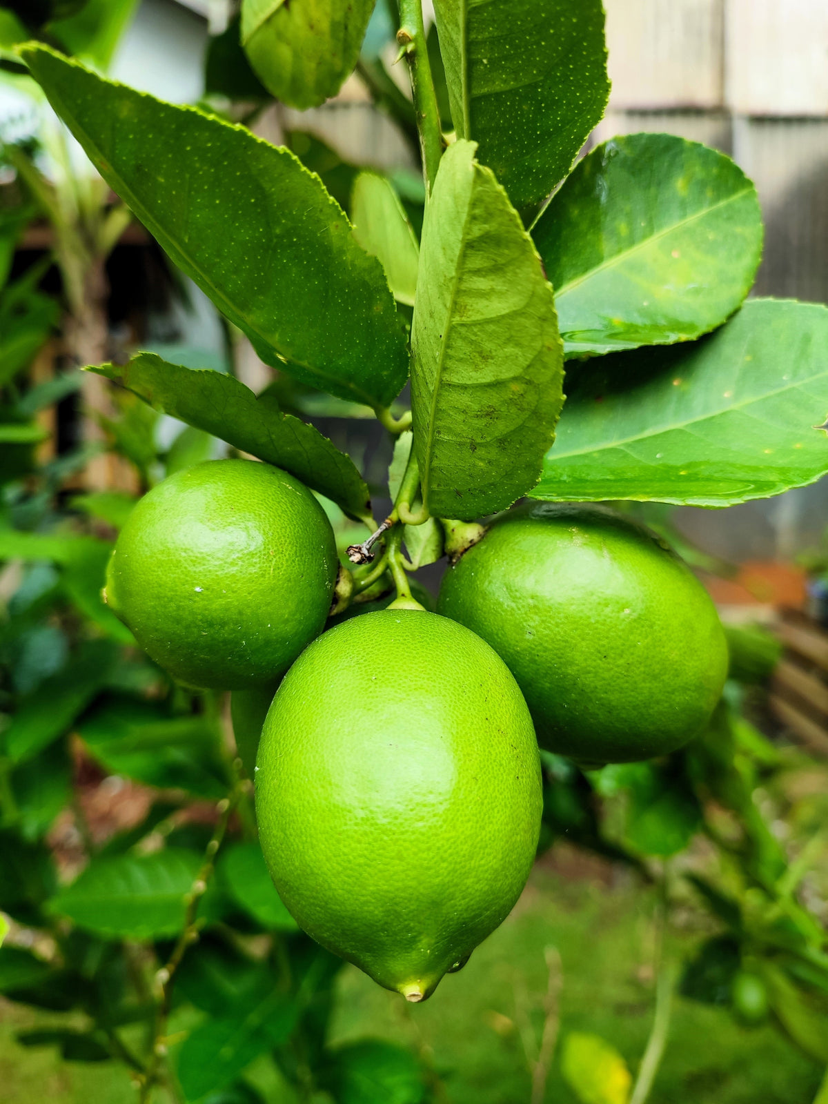 15 Key Lime (Citrus Aurantifolia) Seeds