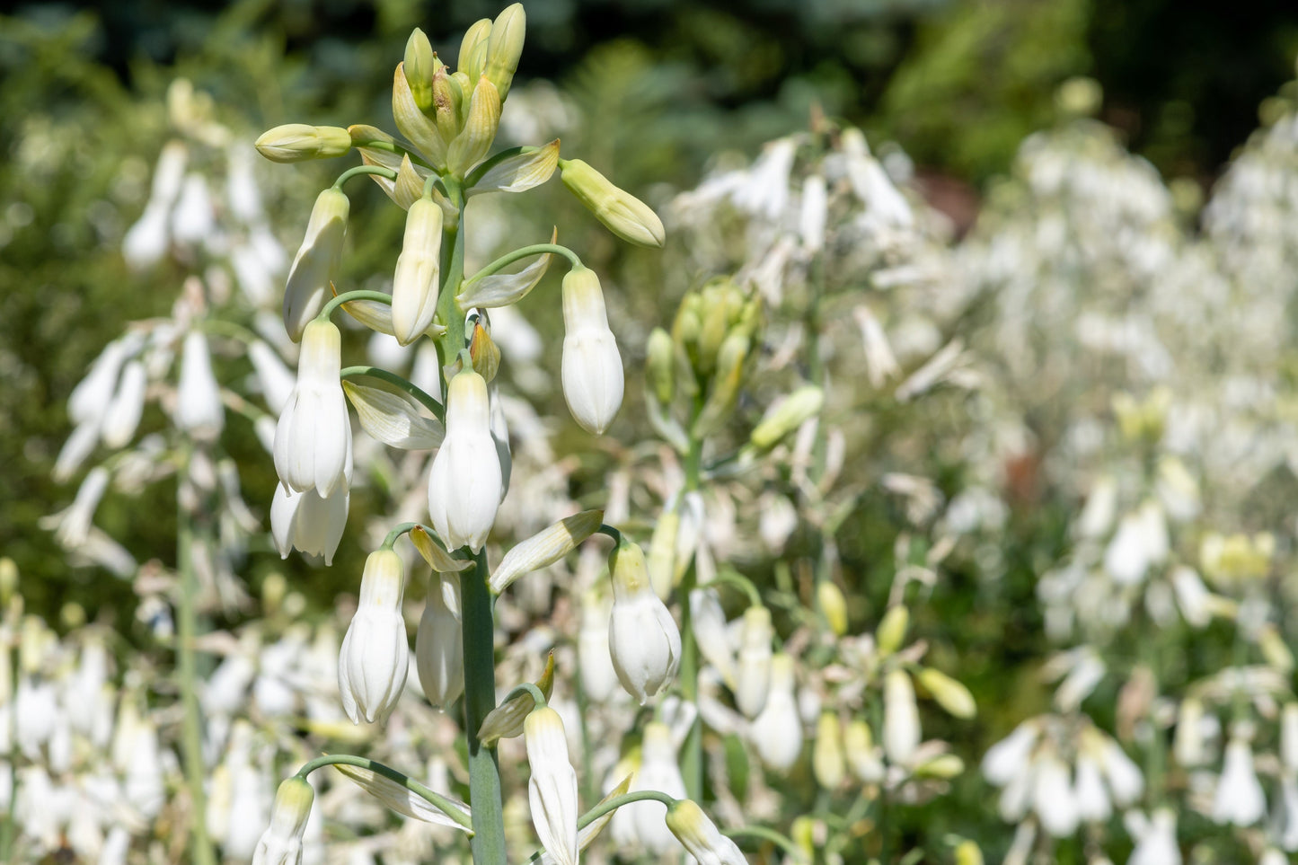 10 White African Hyacinth (Ornithogalum Candicans / Galtonia) Seeds